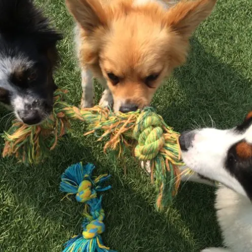 dogs all grabbing at the same rope toy 